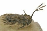Spiny Trident Walliserops Trilobite - Foum Zguid, Morocco #381609-3